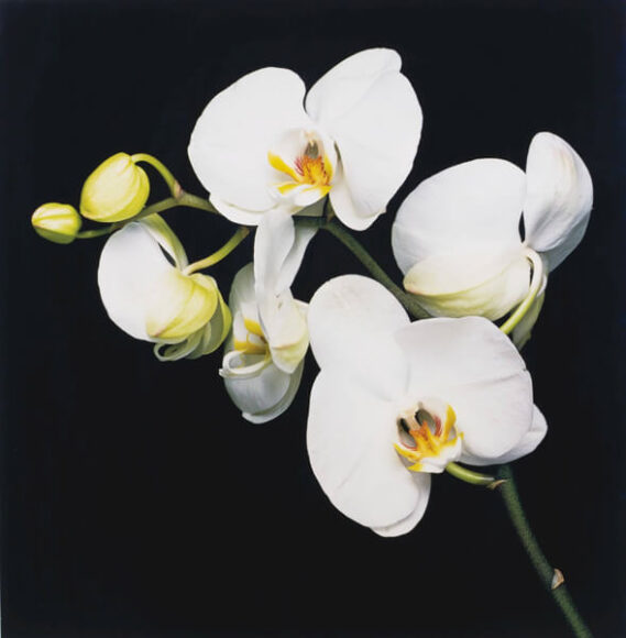 Robert Mapplethorpe, fotografías de flores