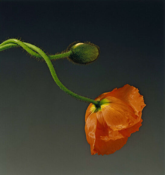 Robert Mapplethorpe, fotografías de flores